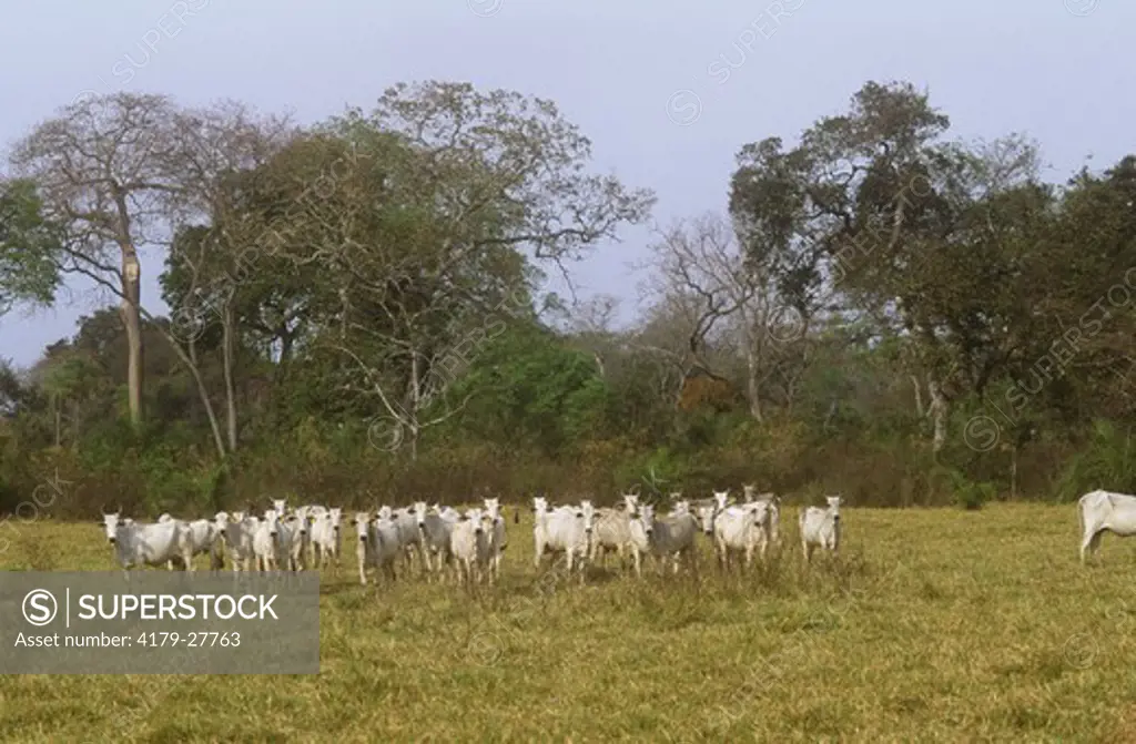 Zebu Cattle (Bos indicus) Pantanal, Brazil