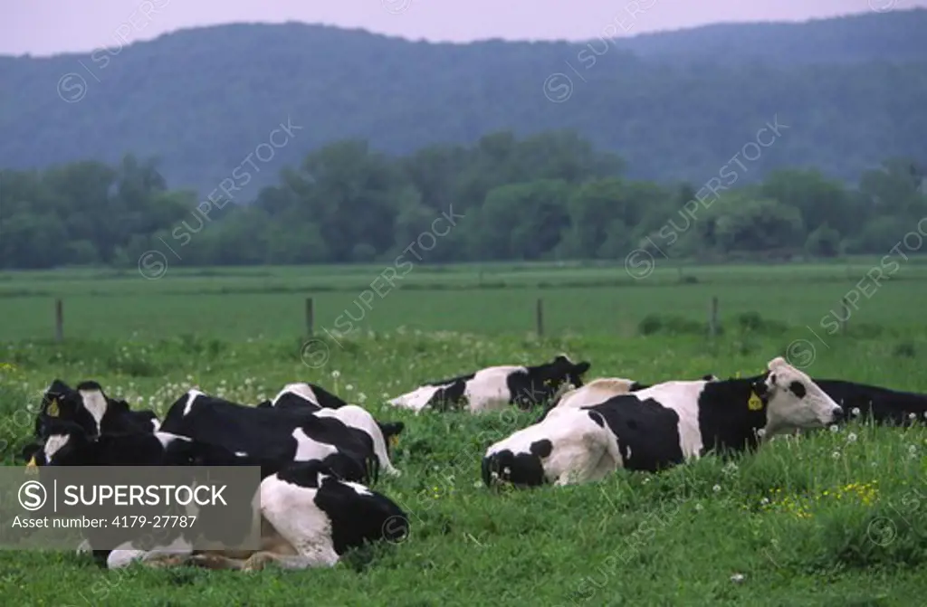 Holstein dairy cows resting in pasture, Madison County, NY