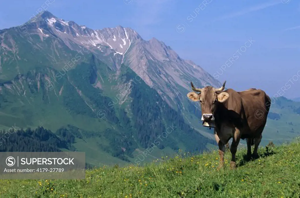 Brown Swiss Cow, Switzerland