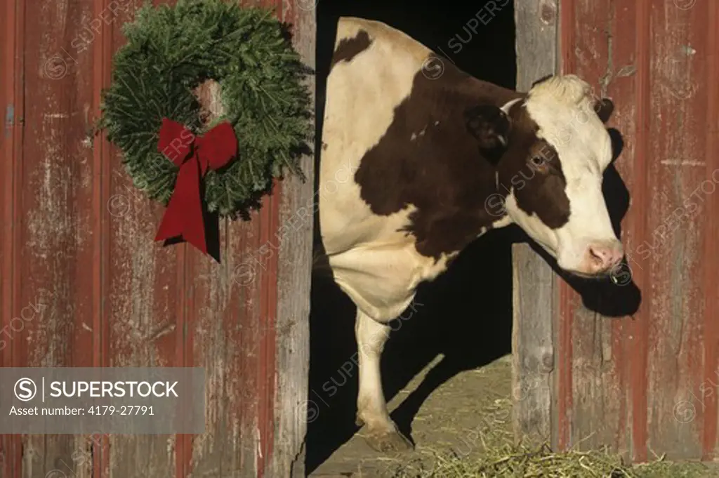 Holstein Cow, Illinois