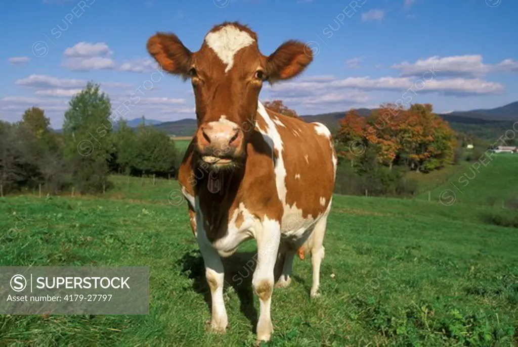 Guernsey Cattle - Vermont
