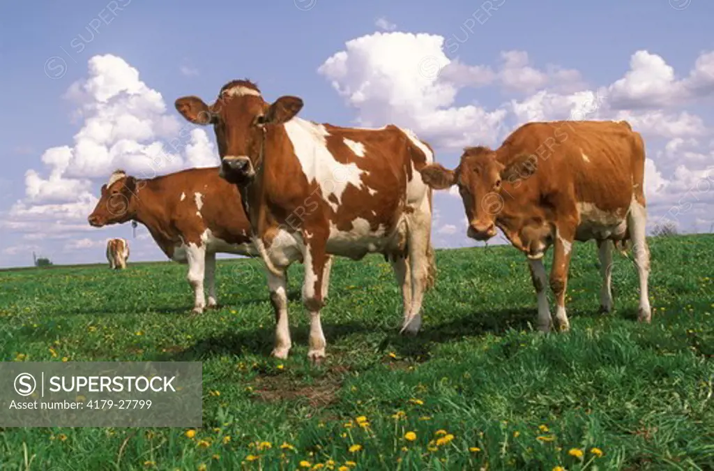 Guernsey Cattle in field