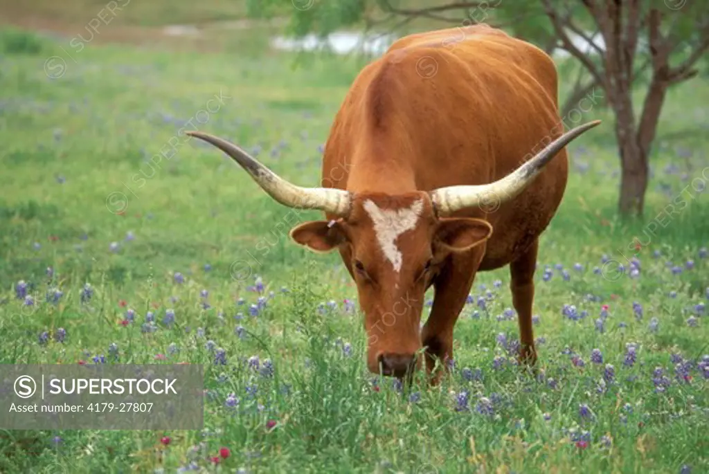Texas Longhorn Cow, TX Hill Country