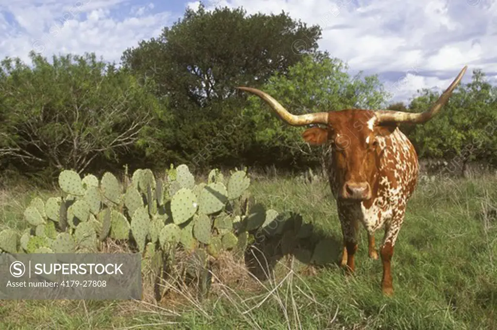 Texas Longhorn Cow, Texas Hill Country cactus