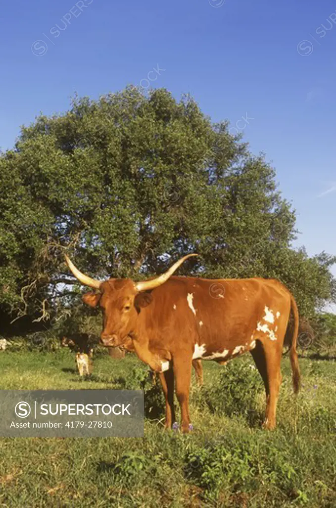 Texas Longhorn Cow, Texas Hill Country