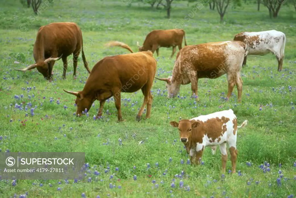 Texas Longhorn Cattle, TX Texas   Hill Country