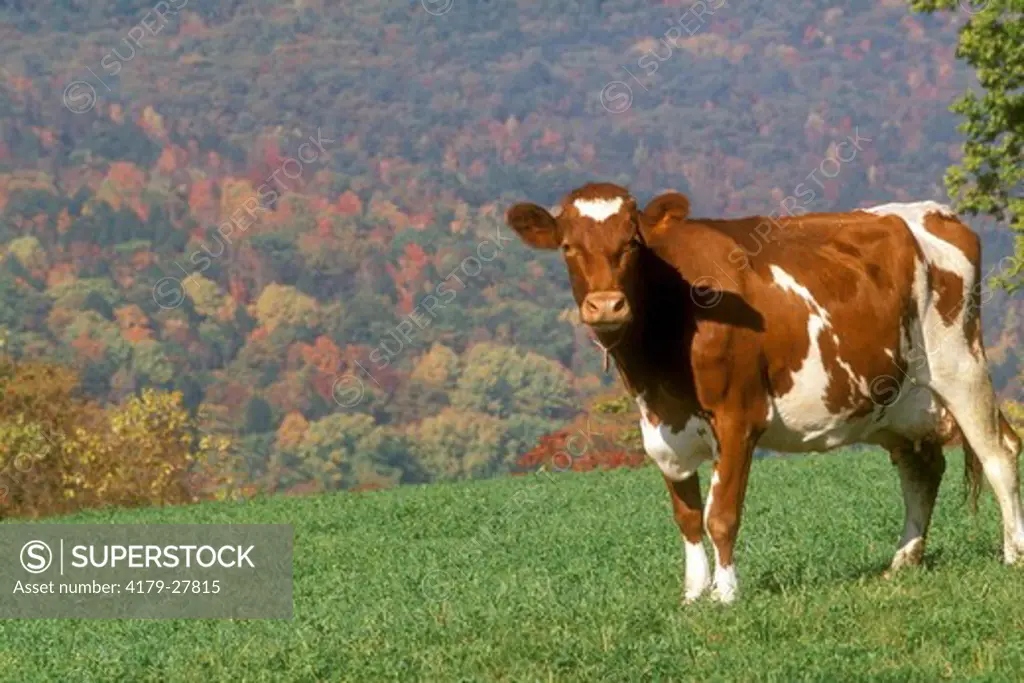 Ayrshire Cow, VT