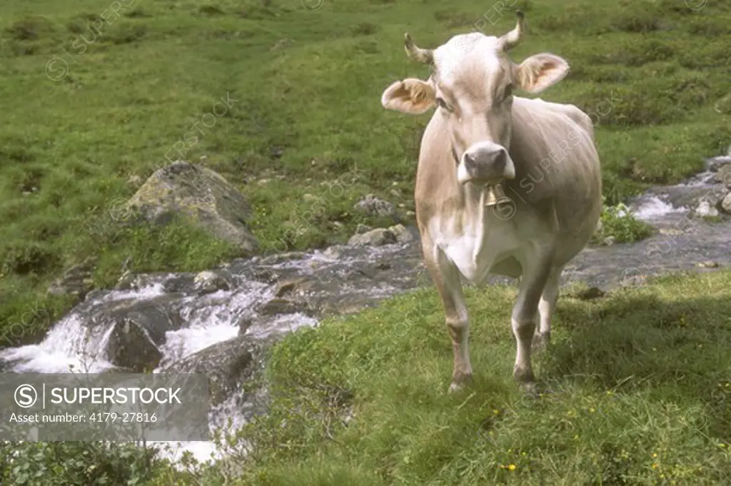 Brown Swiss Cow, Austria
