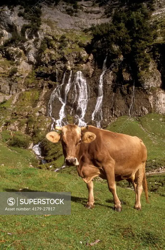 Brown Swiss Cow, Switzerland