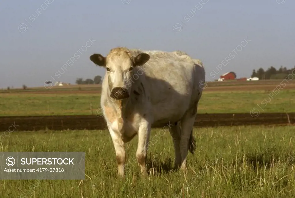 Cattle, Randall Blue Lineback x Shorthorn/IL