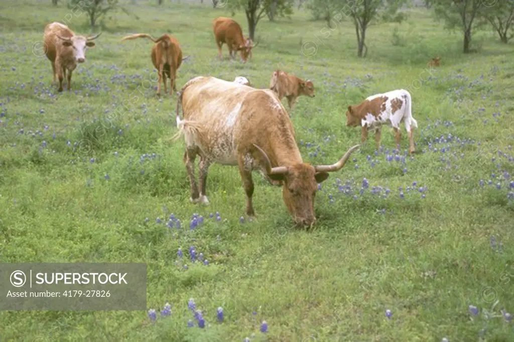 Texas Longhorn Cattle grazing, Texas Hill Country