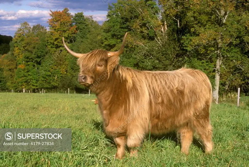 Scottish Highland Cattle, VT