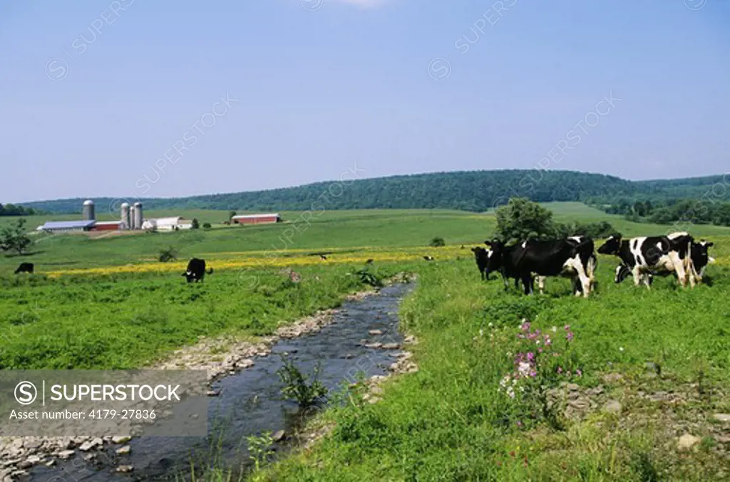 Holstein Cows, stream, NY State