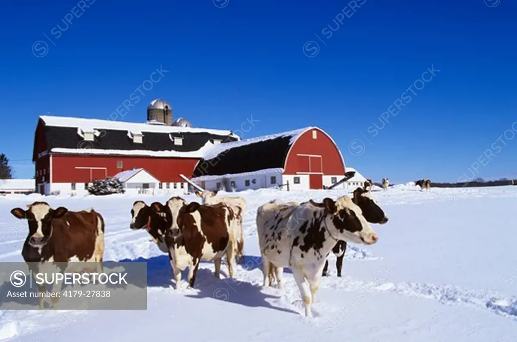 Ayrshire Cows in Snow, Wisconsin, Winter, red Barn, colorful