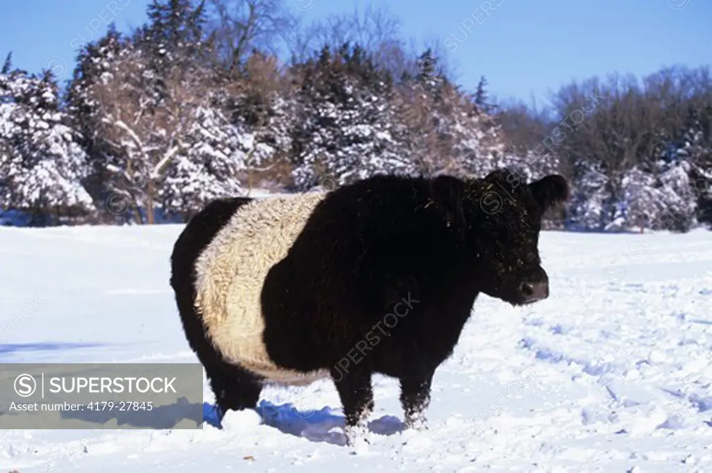 Belted Galloway Cow in snow, Illinois, winter