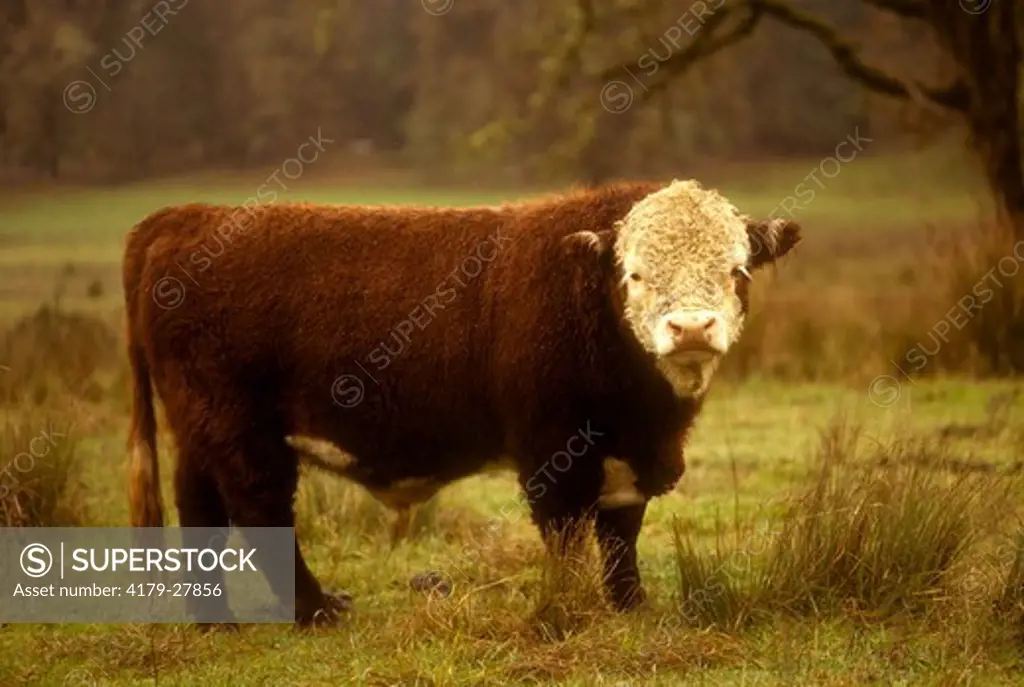 Miniature Hereford  (Bos Taurus), TX