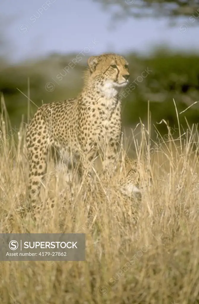 Cheetah (Acinonyx jubatus) Phinda Resource Reserve