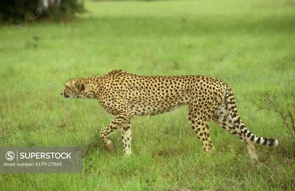 Cheetah Stalking Prey (Acinonyx jubatus) - Phinda GR, KwaZulu, So Africa