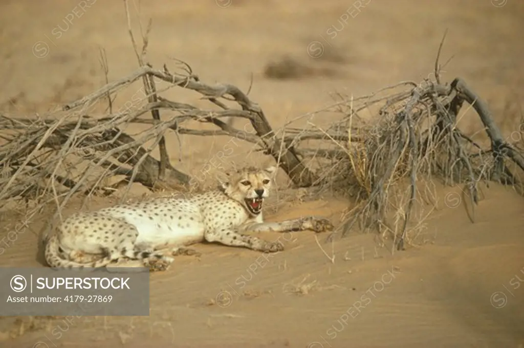 Saharan Cheetah adult male at sunset (Acinonyx jubatus) Sahara Niger Tenere