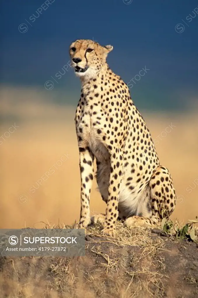 Portrait of an adult female Cheetah sitting on a dirt mound in Masai Mara Reserve, Kenya, Africa