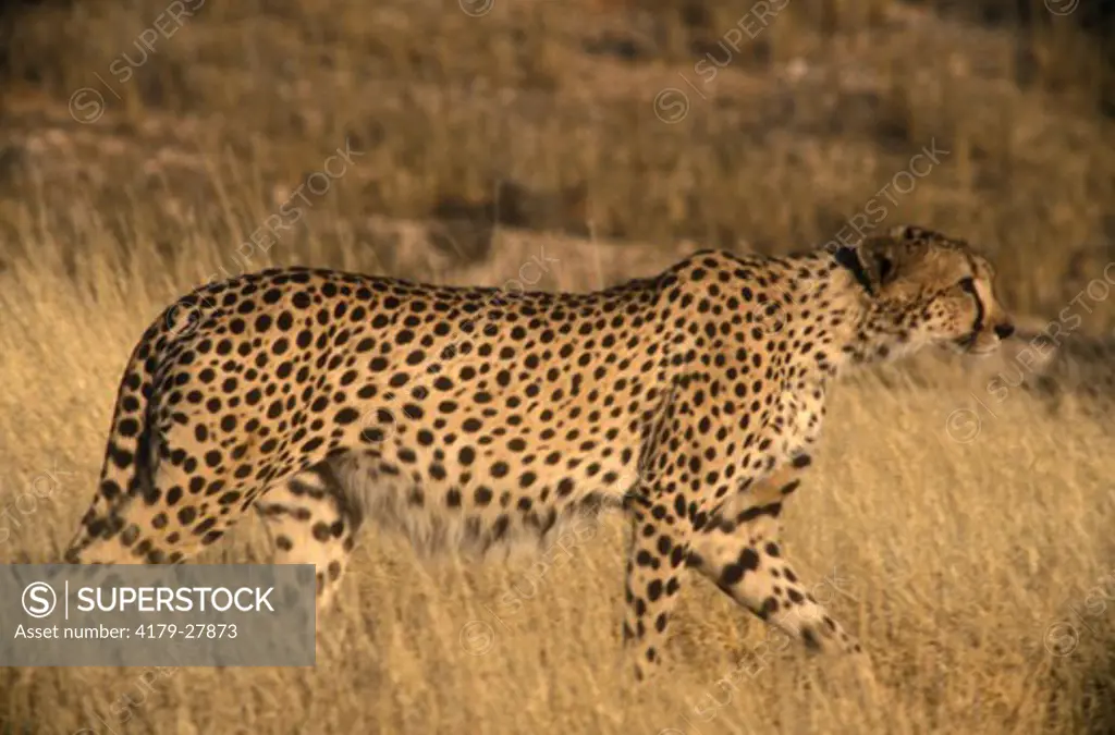 Cheetah             (90/08) (Acinonyx jubatus) Kalahari Gemsbok Park