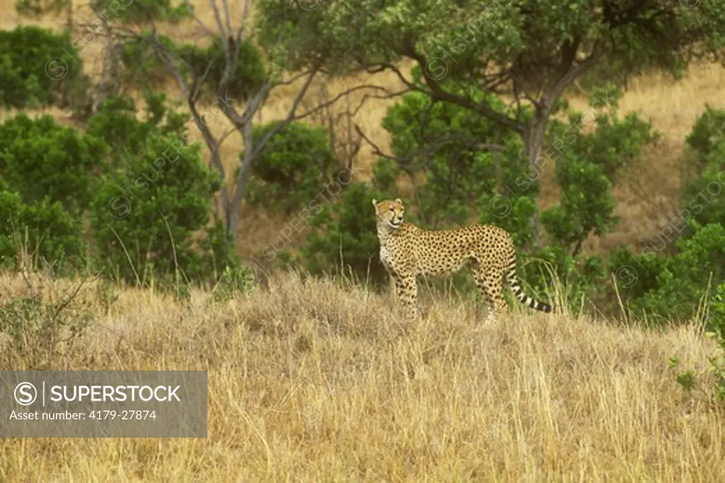 Cheetah (Acinonyx jubatus), Maasai Mara GR, Kenya