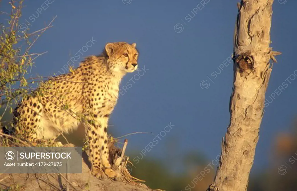 Cheetah (Acinonyx jubatus), Okavango Delta, Botswana
