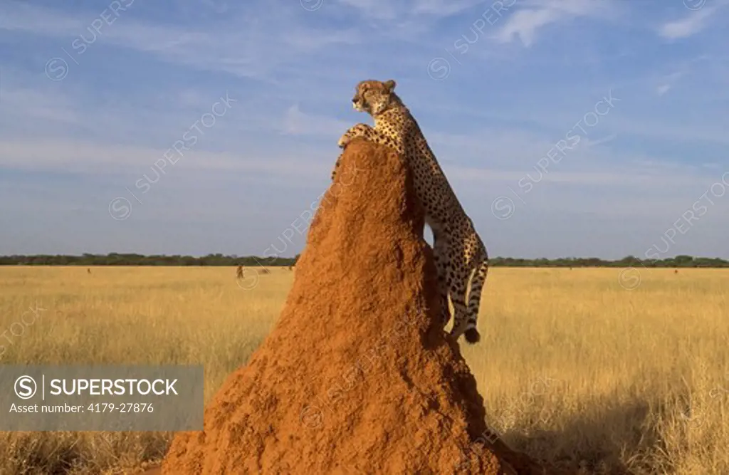 Cheetah on Termite Mound (Acinonyx jubatus), Namibia