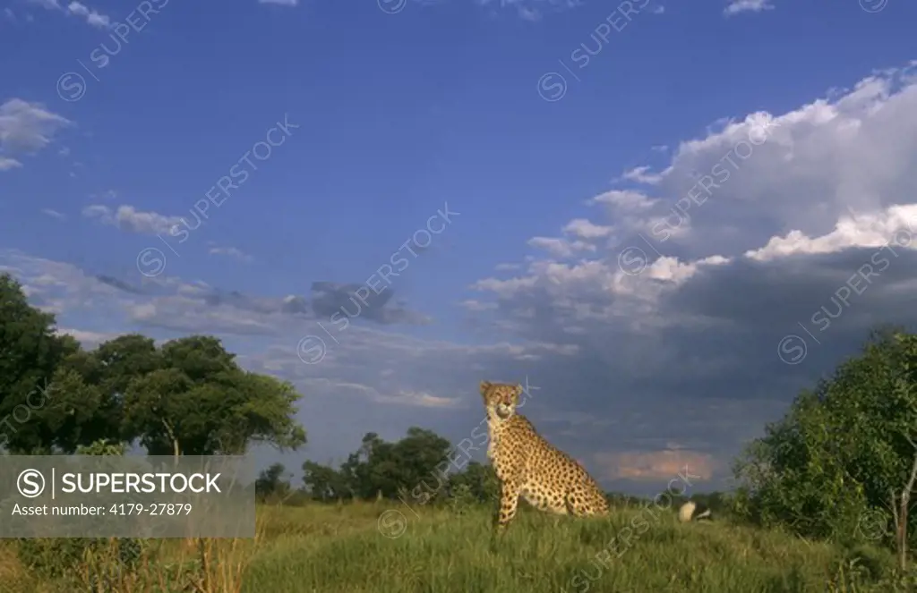 Cheetah on grassy Plain (Acinonyx jubatus), Okavango Delta, Botswana