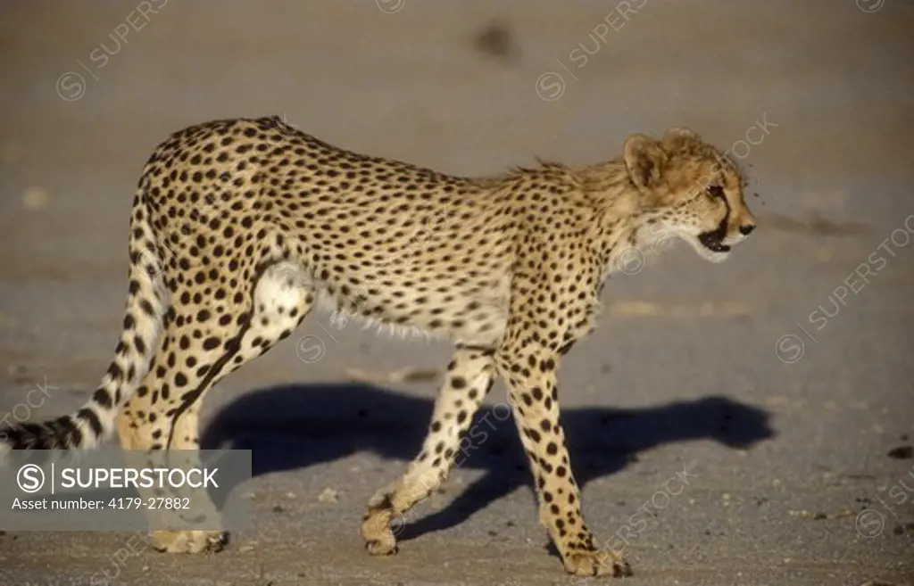 Cheetah (Acinonyx jubatus) Kalahari Gemsbok Park