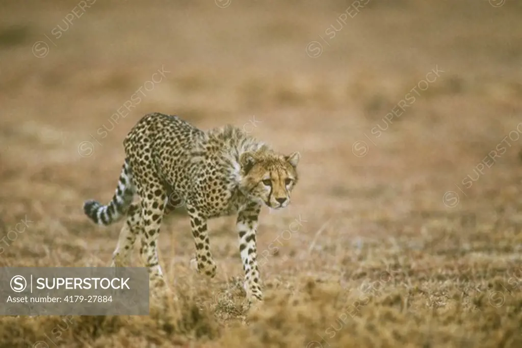 Cheetah (Acinonyx jubatus), Masai Mara GR, Kenya