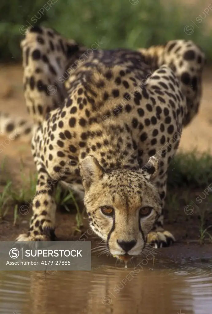 Cheetah, Drinking (Acinonyx jubatus) Samburu GR, Kenya