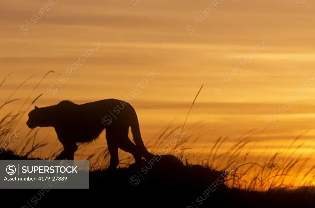 Cheetah Silhouette at Dawn (Acinonyx jubatus),  Masai Mara, Kenya