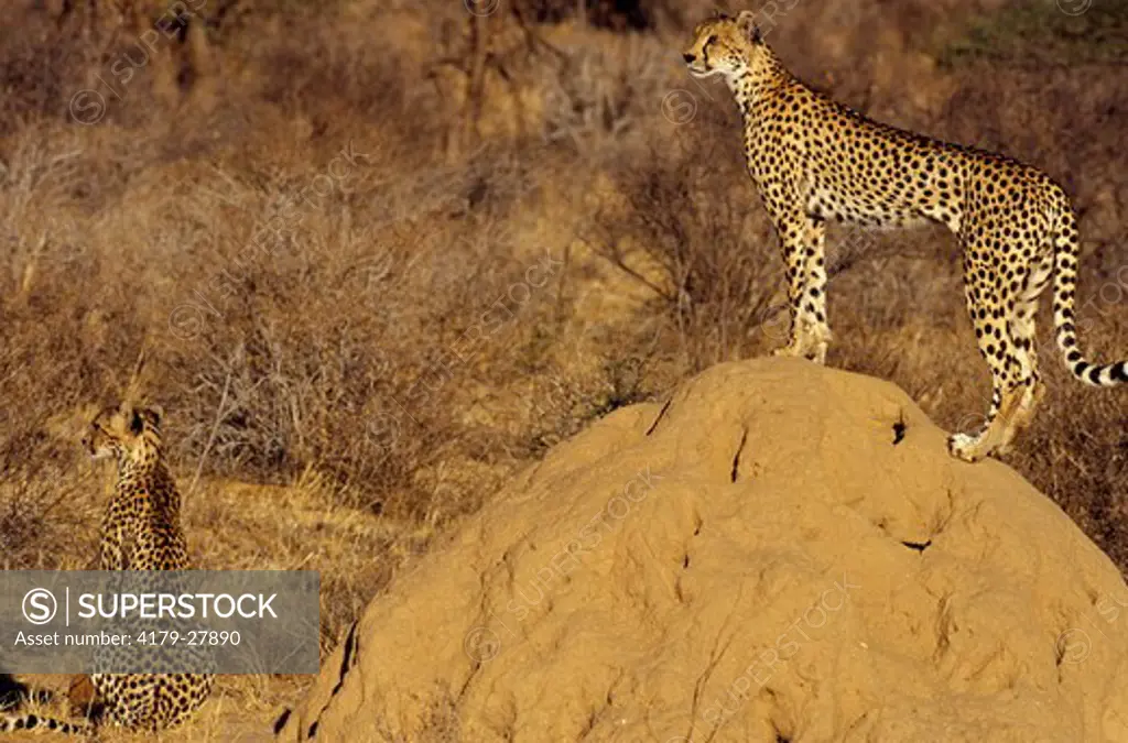 Cheetah on top of Termite Mound (Acinonyx jubatus),  Samburu, Kenya