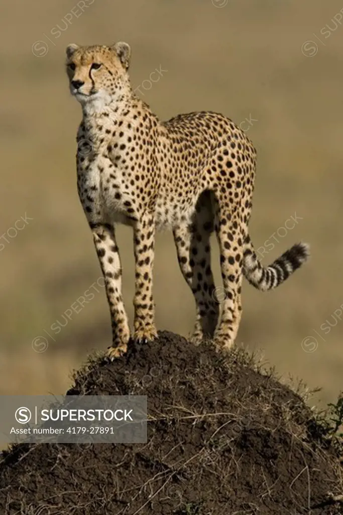 Cheetah (Acinonyx jubatus) hunting from termite mound, 11/26/2004  in the Masai Mara Game Reserve, Kenya