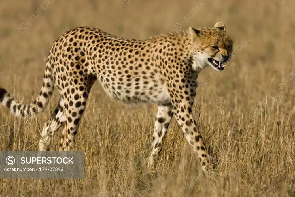 Cheetah (Acinonyx jubatus) 11/16/2005, calling his brother  in the Serengeti National Park, Tanzania