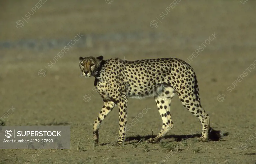 Female Cheetah (Acinonyx jubatus) Kalahari Gemsbok S Africa