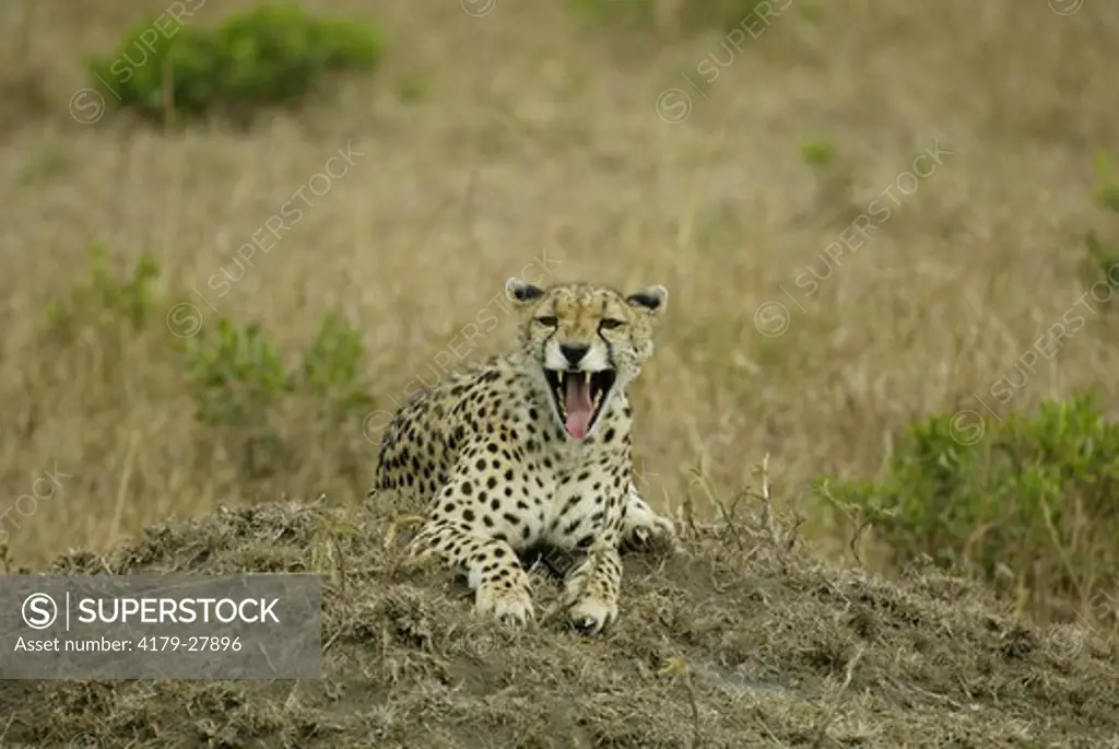 Cheetah (Acinonyx jubatus), adult, Masai Mara, Kenya