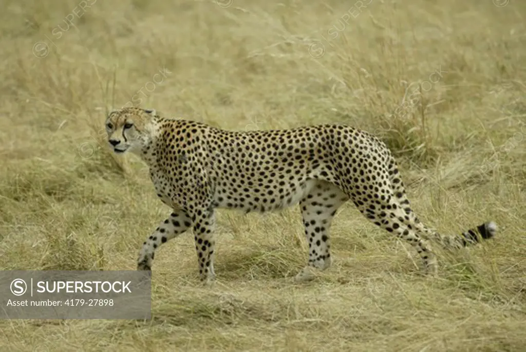 Cheetah (Acinonyx jubatus),  adult, Masai Mara, Kenya