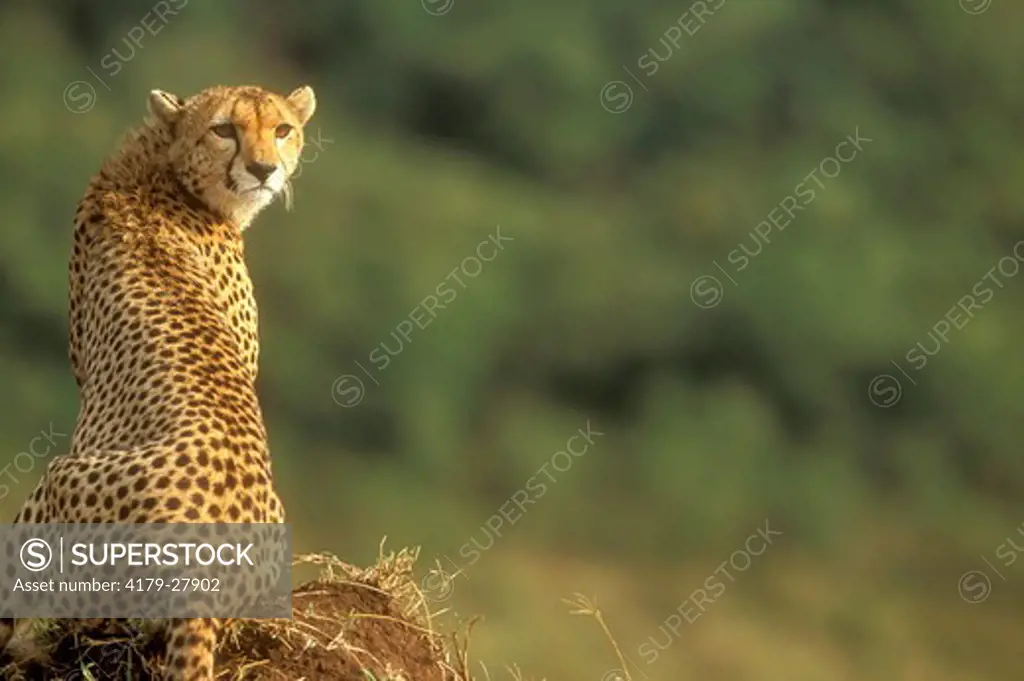 Cheetah (Acinonyx jubatus), Maasai Mara, Kenya
