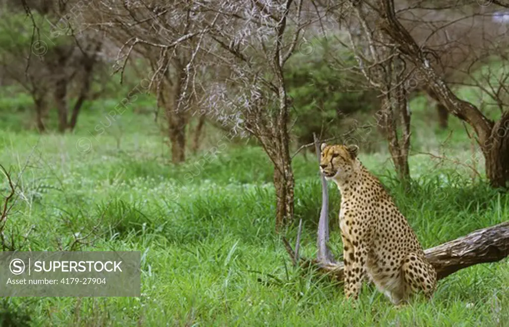 Cheetah (Acinonyx jubatus), Kruger NP, S. Africa