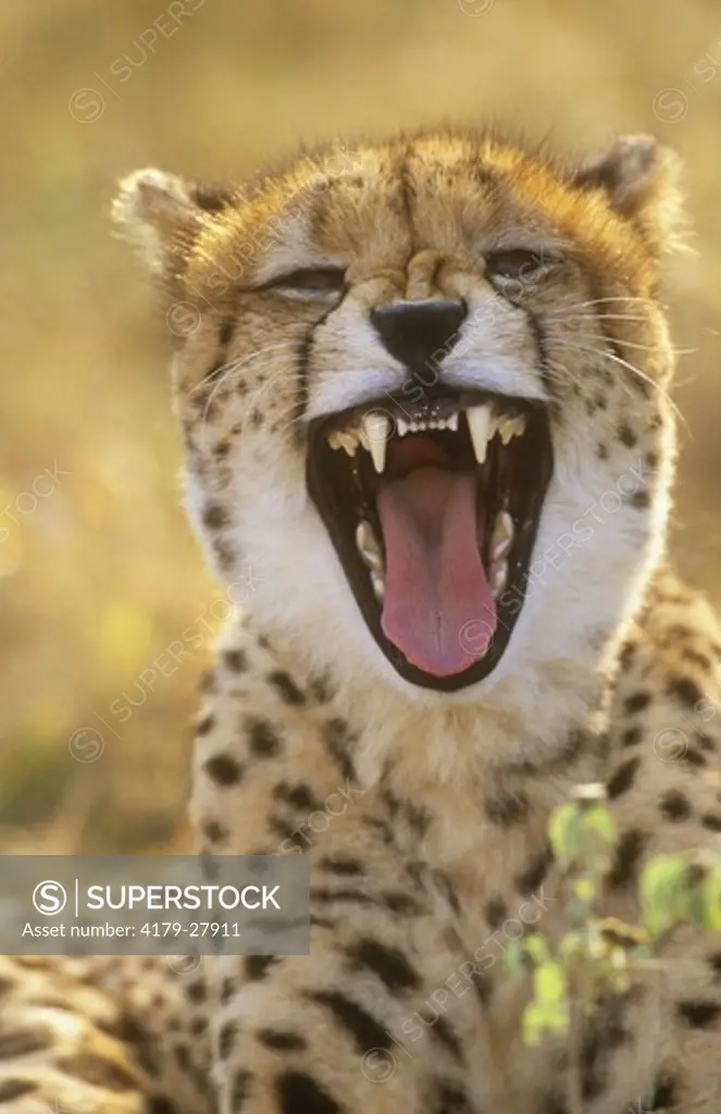 Cheetah yawning (Acinonyx jubatus), Mala Mala GR, Mpumalanga, RSA