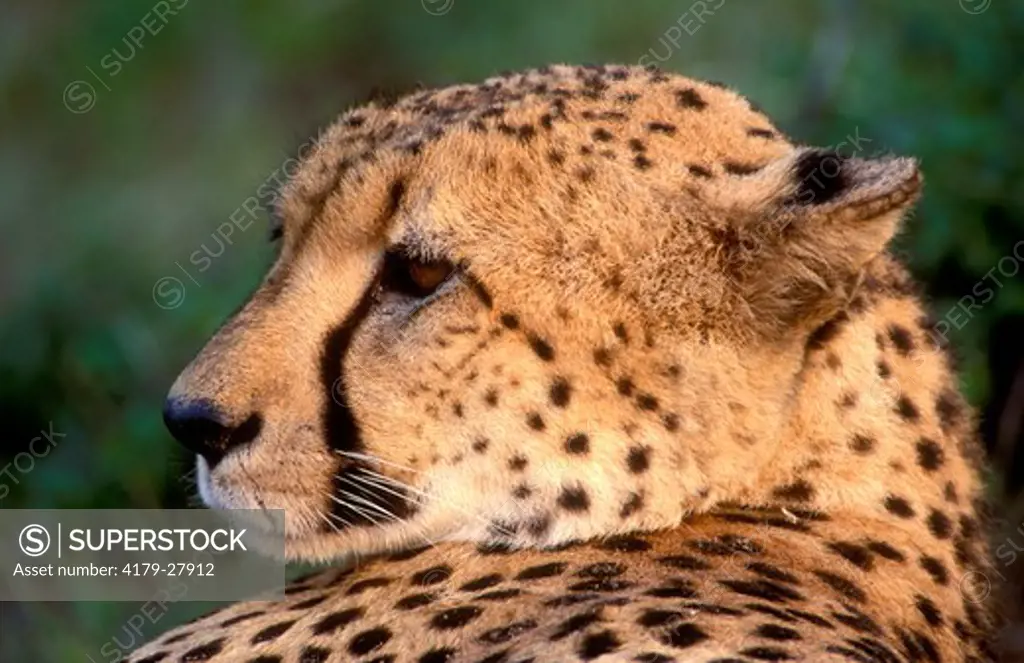 Cheetah (Acinonyx jubatus). Phinda Game Reserve. KwaZulu-Natal. South Africa.