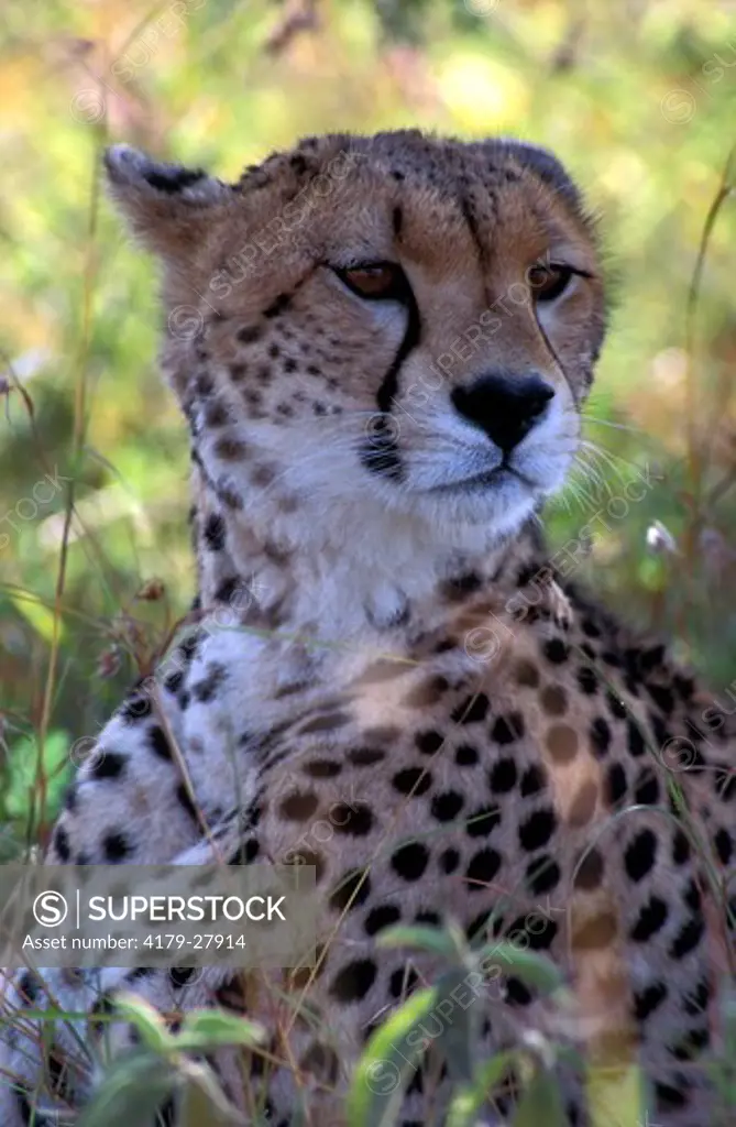 Adult female Cheetah resting in long grass in Nairobi National Park Kenya Africa