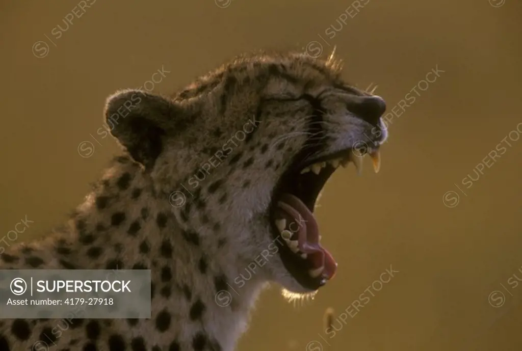 Cheetah yawning (Acinonyx jubatus), Maasai Mara, Kenya