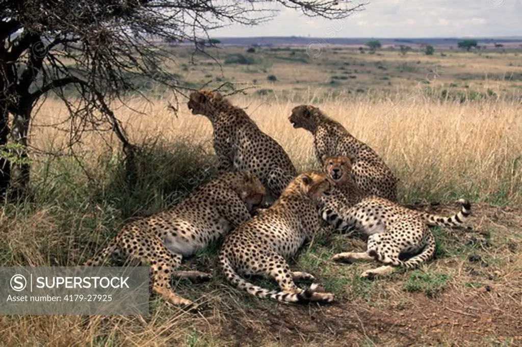 Five subadult Cheetahs resting in the shade of an Acacia bush after finishing feeding on a young Wildebeest in Nairobi National Park, Kenya
