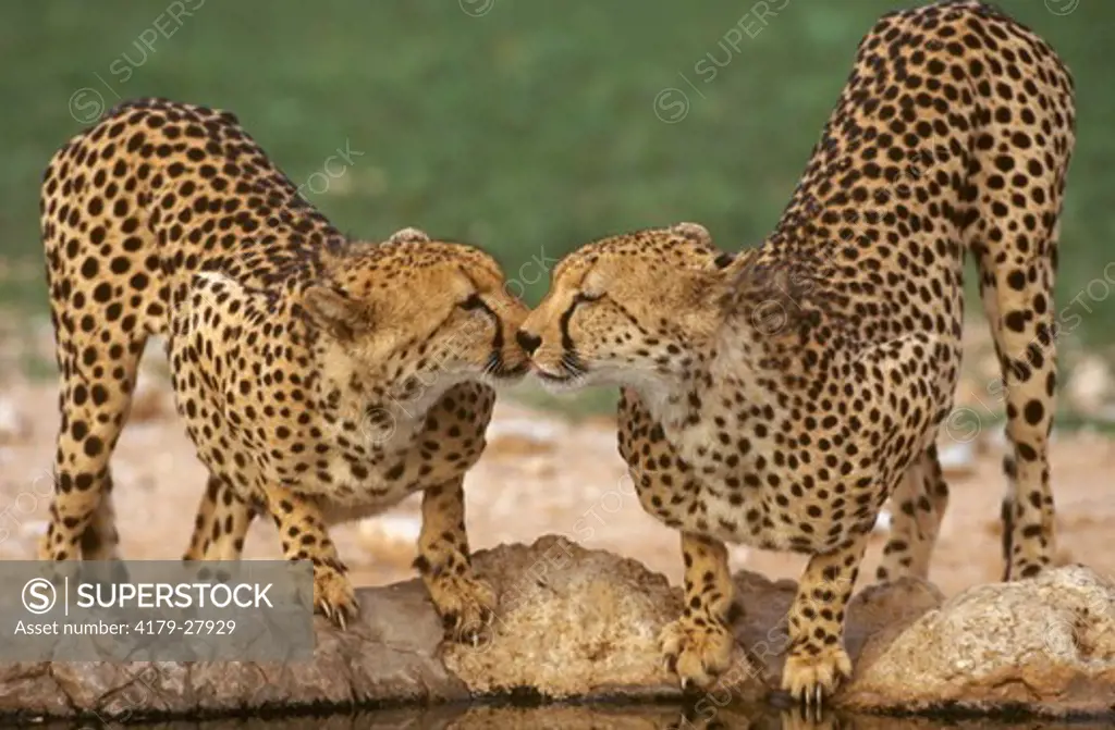 Cheetah (Acinonyx jubatus) Kalahari Gemsbok Park nuzzle