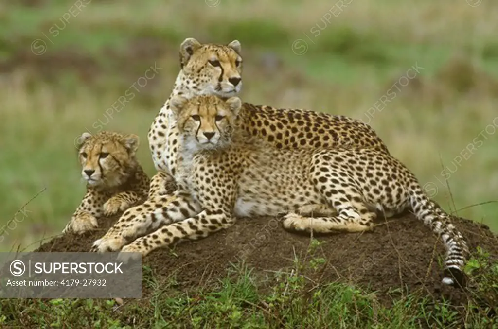 Cheetahs (Acinonyx jubatus) on Termite Mound, Masai Mara GR, Kenya