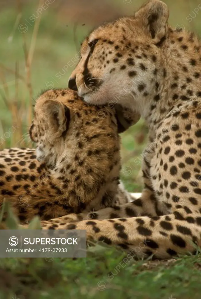 Cheetahs, social grooming (Acinonyx jubatus), Masai Mara GR, Kenya