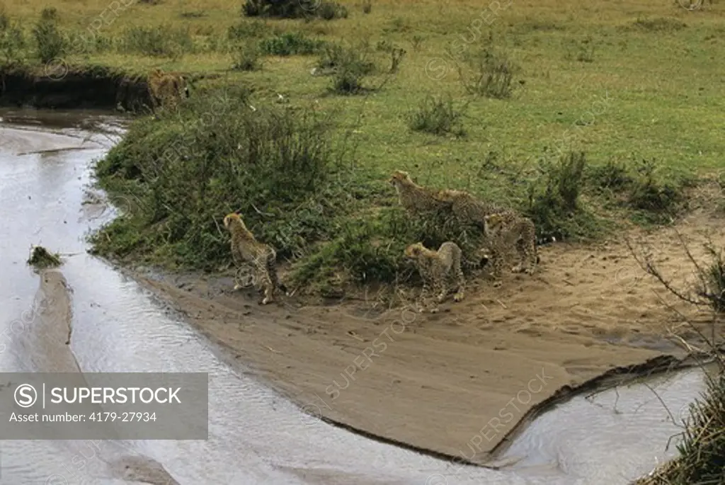 Cheetahs along Stream (Acinonyx jubatus), Masai Mara GR, Kenya